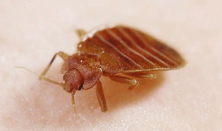 Local Bedbug Treatment Experts