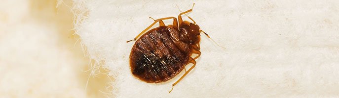 Experienced Bedbug Exterminators