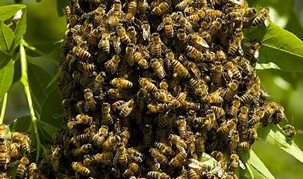 Efficient Bee and Wasp Solutions