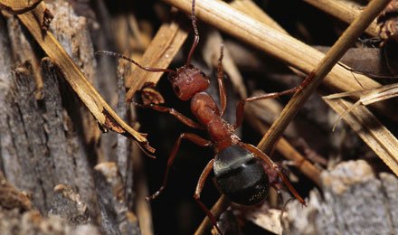 End Carpenter Ant Infestations