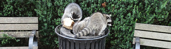 Skunk and Raccoon Removal