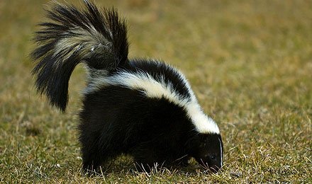 Skunk and Raccoon Removal