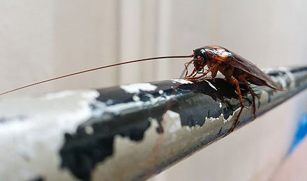 Roach and Beetle Solutions