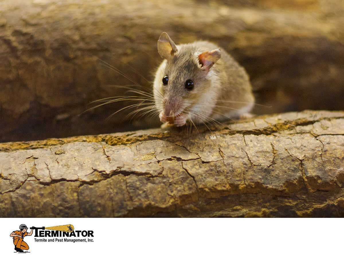 The Damage That Rats & Other Rodents Can Cause To Your NJ Home