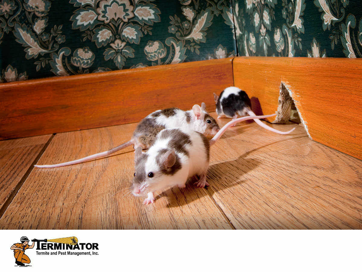 The Damage That Rats & Other Rodents Can Cause To Your NJ Home