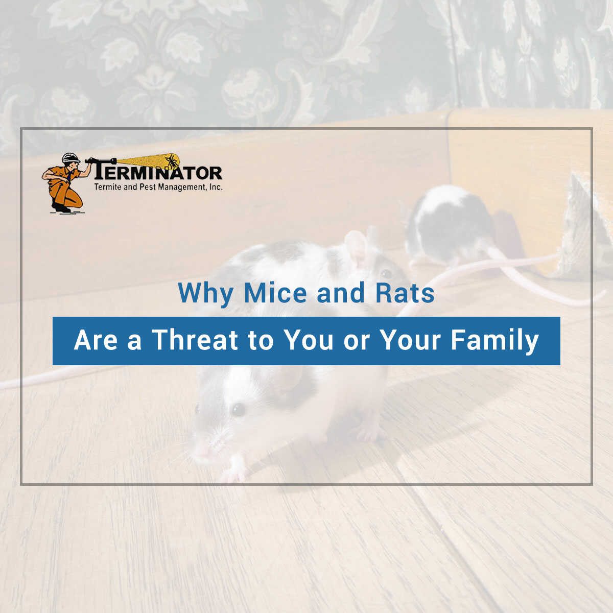 Why Mice & Rats Are a Threat To You Or Your Family