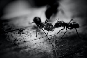 Get rid of ants in your New Jersey home