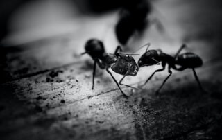 Get rid of ants in your New Jersey home