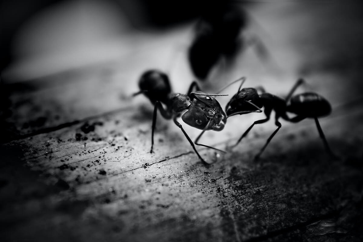 How To Get Rid Of Ants In Your New Jersey Property
