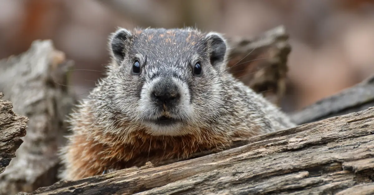 groundhog on log
