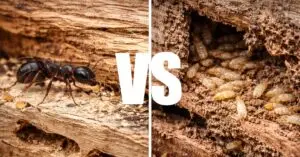 carpenter and an termite, representing Carpenter Ant Damage vs Termite Damage